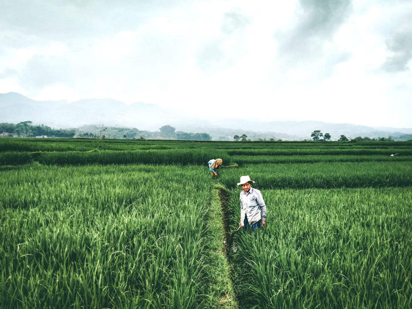 Green rice fields with blue and cloudy sky. Two people are in the field cutting the rice.