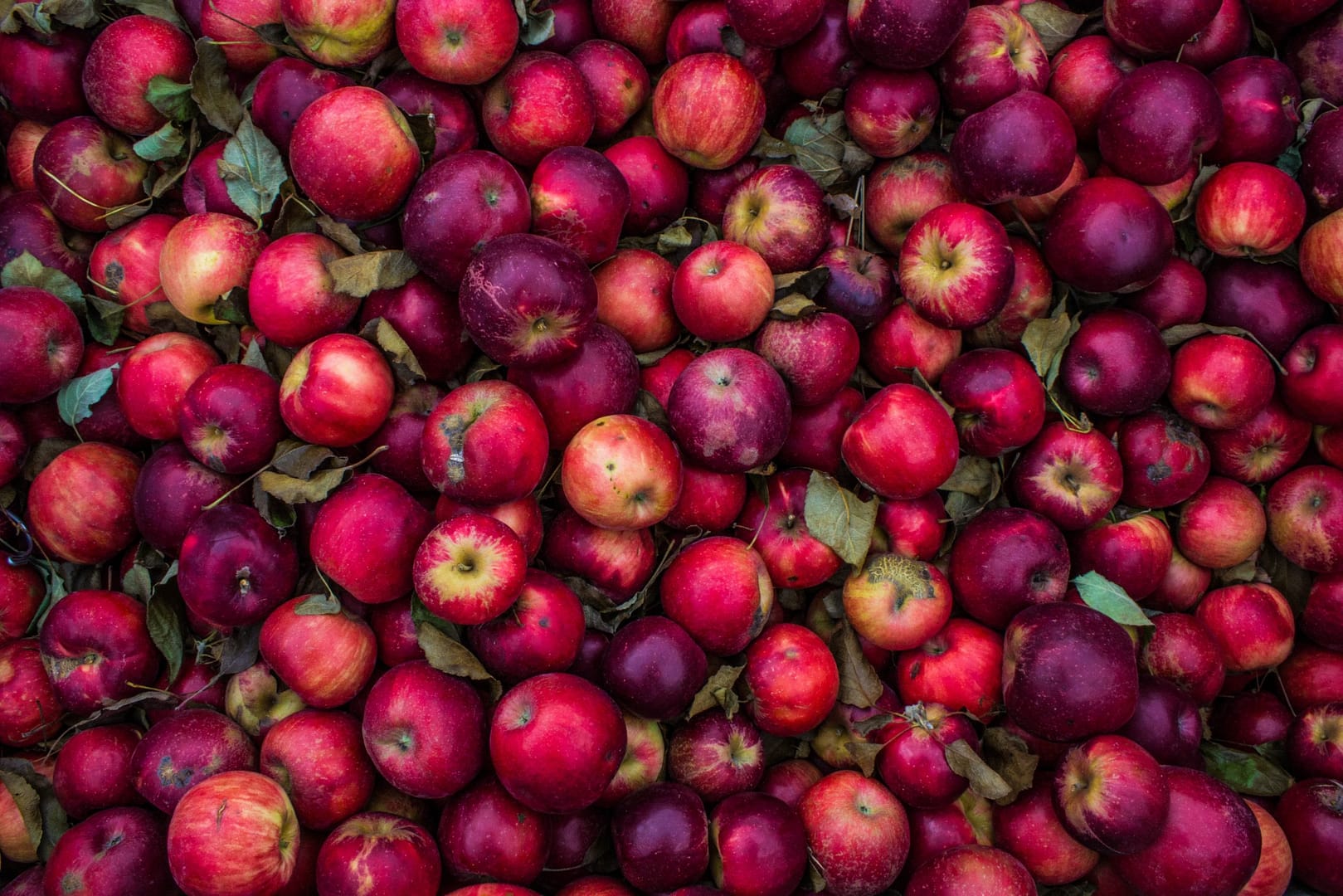 Close up full bleed image of red apples of different sizes
