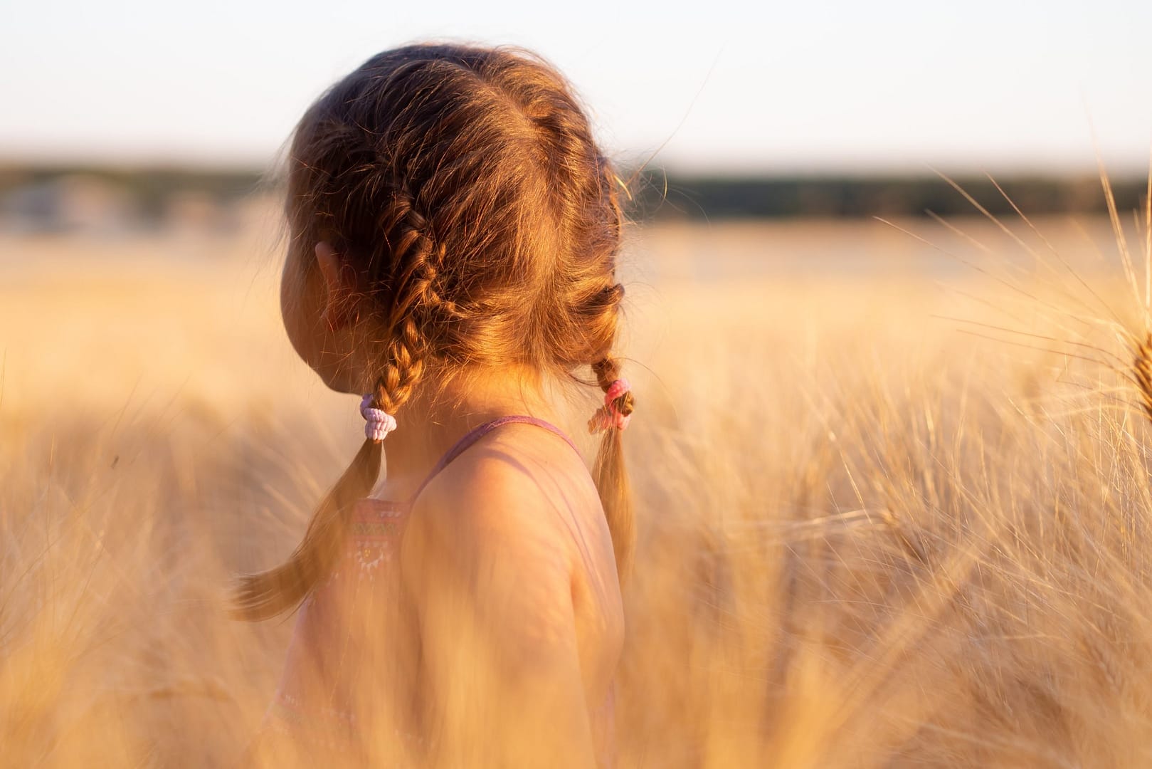 Small girl with plaits in her hair at sundown looking away from camera while standing in a field of corn that comes up to her shoulders
