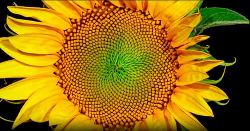 Nourish Equality: A guide to gender inclusive and nutrition smart grantmaking